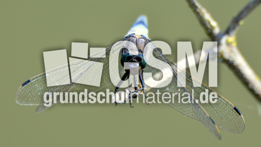 Blaugrüne Mosaikjungfer (9).jpg